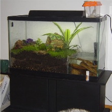 Firebelly toad tank