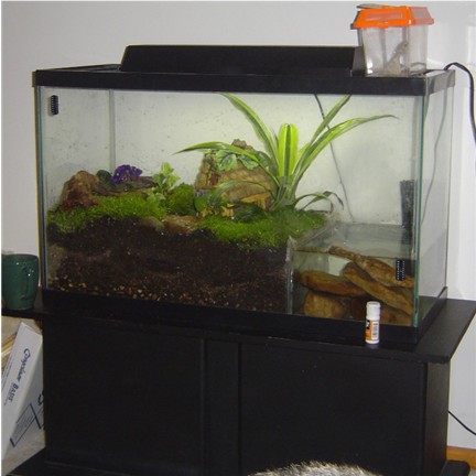 Firebelly toad tank