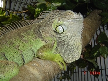 Irwin
