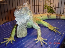 Irwin 2