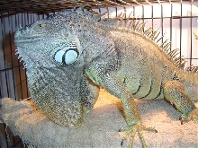 Irwin as of 11-17-04