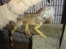 Irwin Hangin out