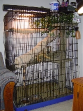 Irwin's Cage