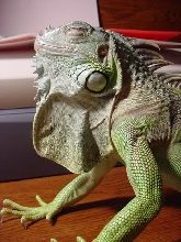 Irwin the Hunk