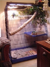 Iggy Cage-Ideas?
