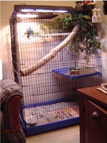Iggy Cage-Ideas?