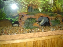 One BIIIIIG turtle!