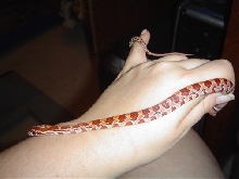 Hypo Male2