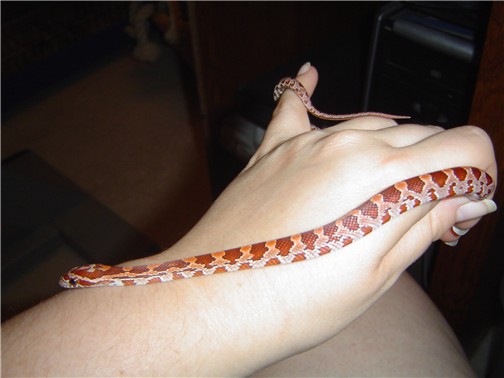 Hypo Male2