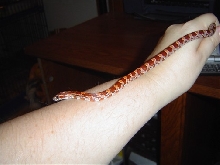 Male Hypo