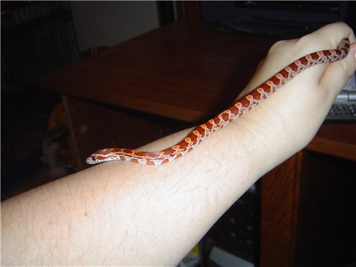 Male Hypo
