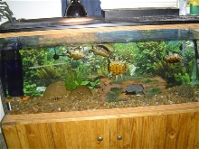 Turtle setup