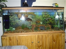 Turtle setup 2