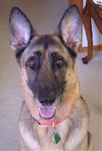 Tasha