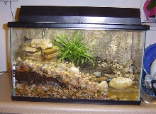 Fowler's Toad Vivarium