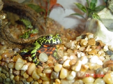 My Firebelly