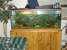 55 Gallon Setup
