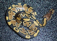 Jenefer the Ball Python....