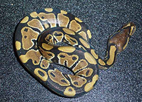 Jenefer the Ball Python....