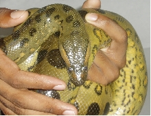 anaconda ball