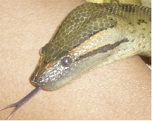Anaconda Close Up