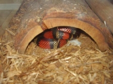 L.t.andesiana