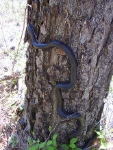 nc black rat