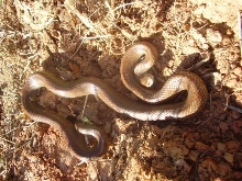 burke co mole