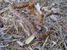 nc coastal corn 2