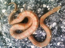 gravid catawba mole