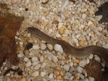catawba mole 5-1-09