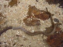 mole shedding