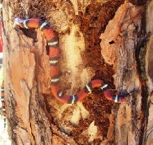 coastal nc elapsoides 1