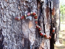 coastal nc elapsoides 2