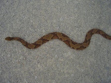 copperhead above