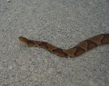 copperhead close