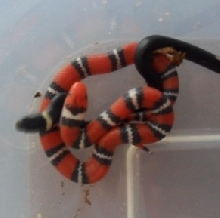 elapsoides and ringneck