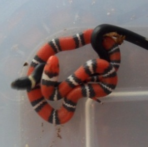 elapsoides and ringneck