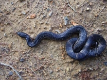 escambia yearling female