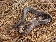 escambia pine male