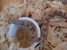 everglades hatchling