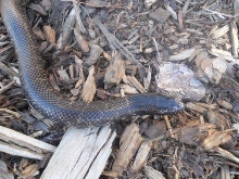 getula f