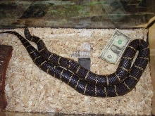 Female Pinellas