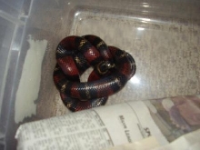 gaigeae female