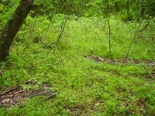 foothills lgg habitat