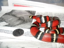 gaigeae at 3 months male