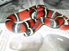 gaigeae f at 3 months photo 2