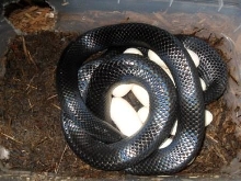 gaigeae laying eggs
