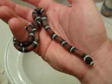 gaigeae out of egg 11-26-10