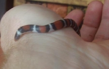 hatchling coastal nc elapsoides
